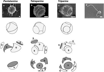 Bolidophyceae, a Sister Picoplanktonic Group of Diatoms – A Review